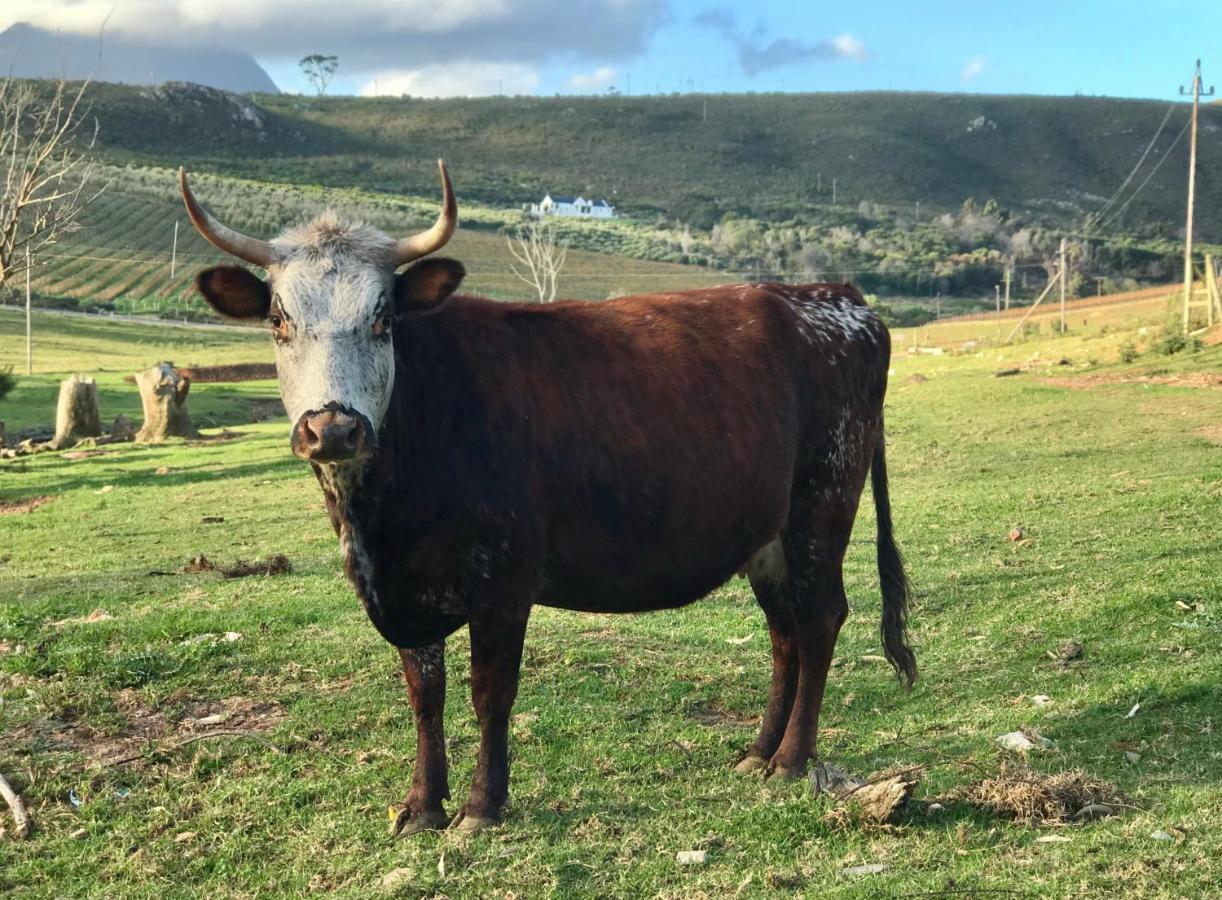Kleine Vrede Farm Cottage Hermanus Luaran gambar