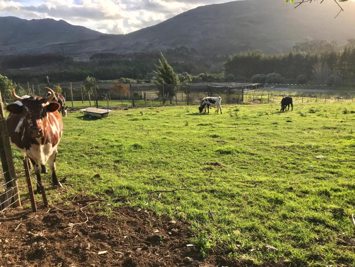 Kleine Vrede Farm Cottage Hermanus Luaran gambar